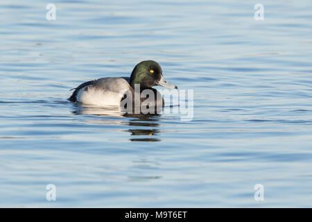Drake scaup maggiore sulla superficie del lago. Foto Stock