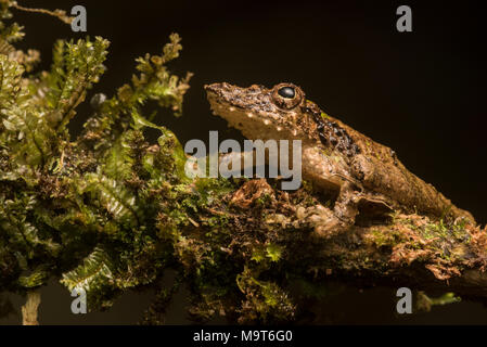 Un snouted raganella (Scinax garbei) dal Perù, questa specie è molto difficile da trovare tra la vegetazione come la sua mimetizzazione è eccellente. Foto Stock