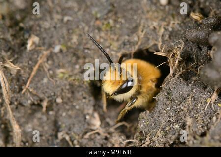 Ivy bee (Colletes hederae) femmina emergenti dalla sua tana in una banca erbosa durante l'autunno emergere e accoppiamento stagione, giardino Wiltshire, Regno Unito, Septe Foto Stock