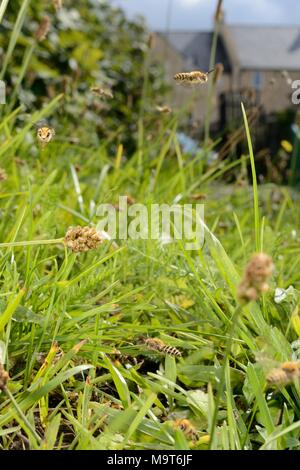 Ivy bee (Colletes hederae) maschi in volo di pattuglia al di sopra di un pendio erboso dove le femmine stanno emergendo da burrows durante l'autunno stagione di accoppiamento, REGNO UNITO Foto Stock