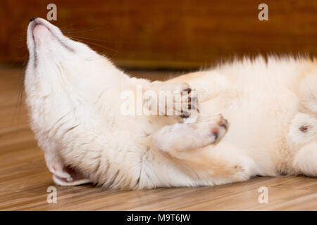 Fennec fox 1 anno isolare su sfondo,vista frontale dall'alto costo tecnico-up. Foto Stock