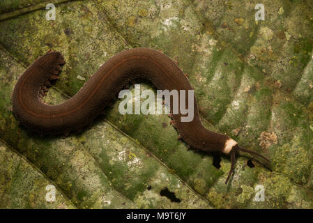 Un molto strano, dispari, e primitivo animale; questo è un worm di velluto. Questa specie dal Perù è in genere Oroperipatus. Foto Stock