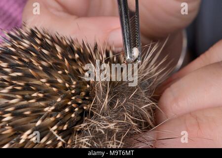 Hedgehog (zecche Ixodes hexagonus) rimosso da un riccio (Erinaceus europaeus) con le pinzette, Chippenham, Wiltshire, Regno Unito, Agosto. Foto Stock