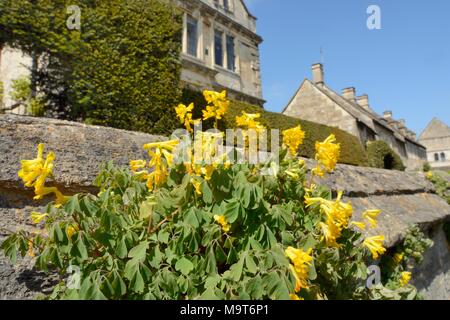 Corydalis giallo / Giallo fumaria (Pseudofumaria lutea / Corydalis lutea), fioritura su una parete, Bradford-on-Avon, Wiltshire, Regno Unito. Foto Stock