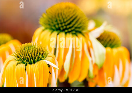 Echinacea fiori gialli che sbocciano. Echinacea utilizzata nella medicina alternativa a un sistema immunitario booster. Foto Stock