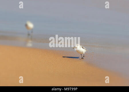 Sanderling (Calidris alba) sulla spiaggia di fuerteventura Spagna. Foto Stock