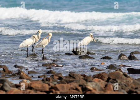 Spatola sulla spiaggia a fuerteventura Spagna. Foto Stock