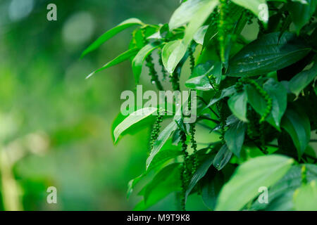 peperoncino verde in pianta Foto Stock