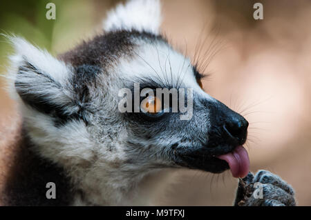 Fort Dauphin, Madagascar : Close-up di un anello-tailed lemur nella riserva di Nahampoana vicino a Fort Dauphin Foto Stock