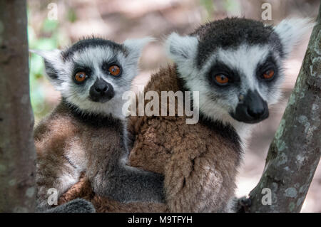 Lemur catta con il suo cucciolo nella riserva di Nahampoana vicino a Fort Dauphin Foto Stock