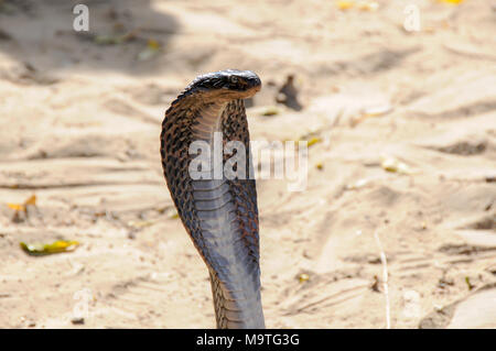 Serpenti incantatore Foto Stock