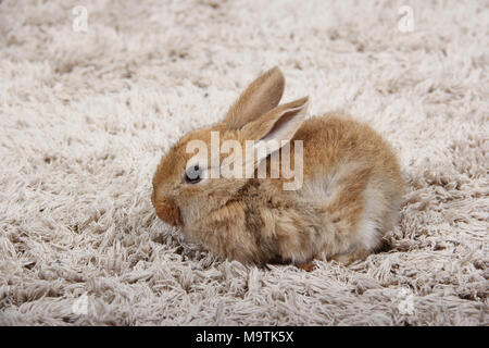 Bunny sul tappeto Foto Stock