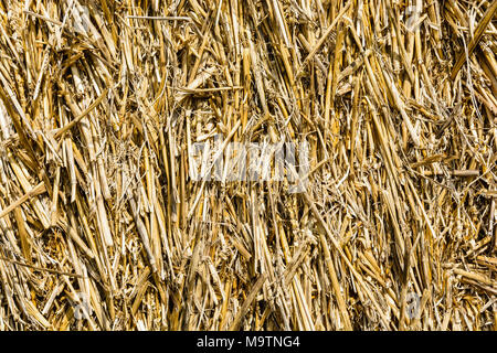 Vista ravvicinata dei fasci di paglia compressi in una balla di paglia. Foto Stock