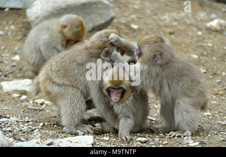 I cuccioli di scimmia da neve giocando. Stagione invernale. I giapponesi macaque ( nome scientifico: Macaca fuscata), noto anche come la neve scimmia. Foto Stock