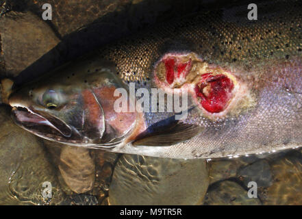 Lampreda di mare avvolto su Steelhead trote trovate in New York. Lampreda di mare avvolto su Steelhead trote trovate in New York Foto Stock