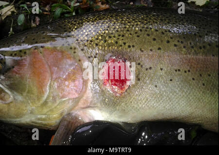 Steelhead con una lampreda di mare ferita. Steelhead con una lampreda di mare avvolto Foto Stock