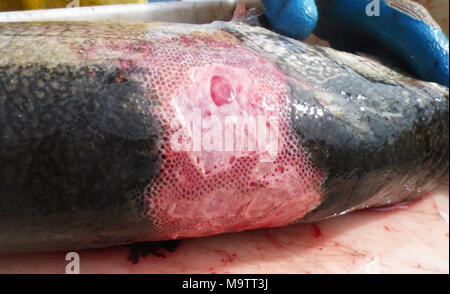 Il ferito trota di lago da un altro angolo. Il ferito trota di lago da un altro angolo Foto Stock
