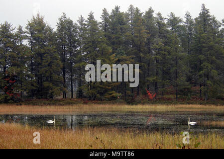 I cigni trombetta a Seney National Wildlife Refuge. I cigni trombetta a Seney National Wildlife Refuge Foto Stock