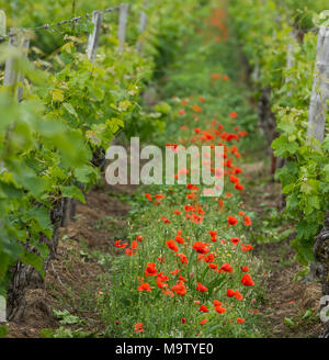 Vino di Bordeaux regione in Francia poppies in vigna campagna primavera floreale, Gironde Foto Stock