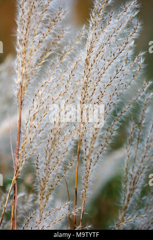 Amur erba di argento (Miscanthus sacchariflorus). Noto anche come il giapponese di erba di argento. Foto Stock