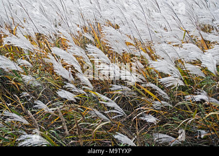 Amur erba di argento (Miscanthus sacchariflorus). Noto anche come il giapponese di erba di argento. Foto Stock