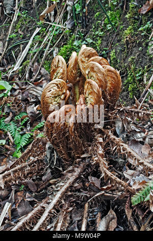 Spessore di legno con gambo fern (Dryopteris crassirhizoma). Conosciuta anche come la corona della felce del legno. Foto Stock