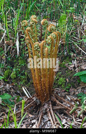 Spessore di legno con gambo fern (Dryopteris crassirhizoma). Conosciuta anche come la corona della felce del legno. Foto Stock