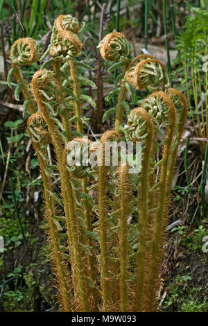 Spessore di legno con gambo fern (Dryopteris crassirhizoma). Conosciuta anche come la corona della felce del legno. Foto Stock