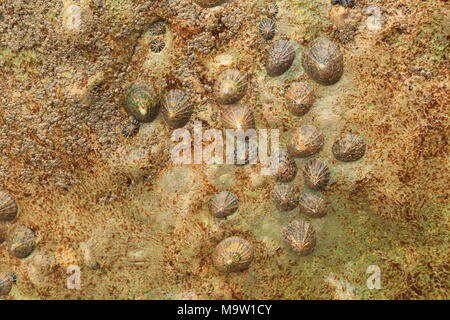Gruppo di comune patelle (Patella vulgata) attaccato alla roccia colorati durante la bassa marea Foto Stock