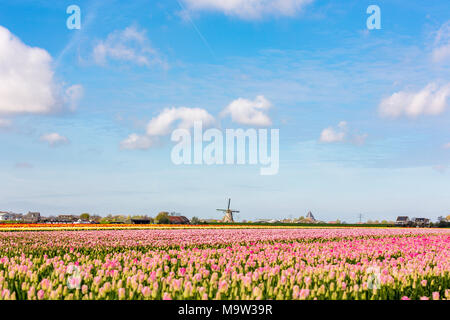 I campi con tulipani rosa in Abbenes nei Paesi Bassi. E lo storico Mulino a vento Lisserpoel dal 1676. Foto Stock