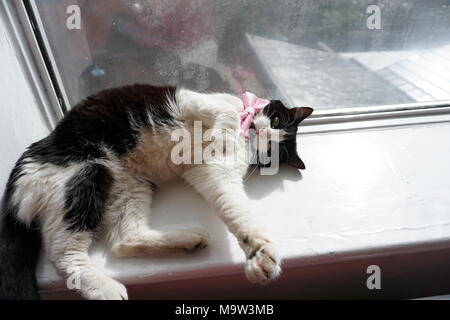 Black & White Cat Modeling Pink Bow tie & vetri Foto Stock