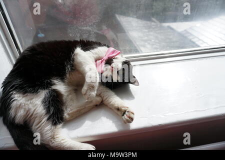 Black & White Cat Modeling Pink Bow tie & vetri Foto Stock