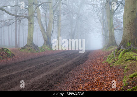 Veicolo fangose piste da operazioni forestali lungo gli antichi faggi avenue entro Harlestone Firs sul bordo di Northampton su un molto nebbioso Gennaio Foto Stock