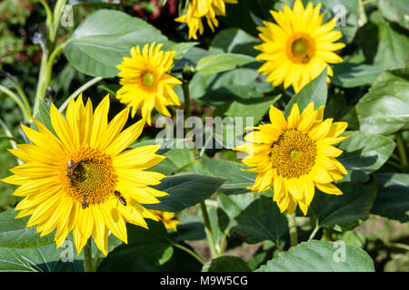 Vista frontale dei girasoli al sole con api volare da fiore a fiore per raccogliere il nettare. Foto Stock