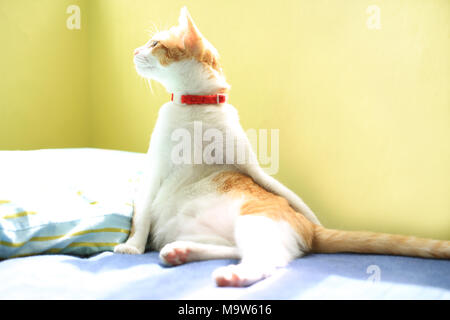 Lo zenzero bianco Gatto sdraiato e sedersi sul letto Foto Stock