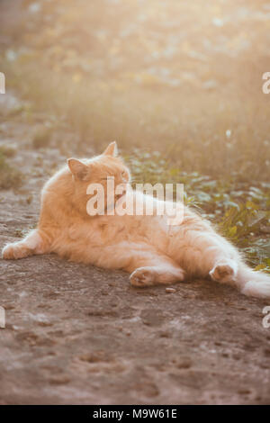 Rosso gatto pigro giacente nel tramonto, la pulizia stessa Foto Stock