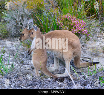 Madre e bambino (joey) canguri grigi occidentali nel campeggio di Lucky Bay nel Cape le Grand National Park, sulla costa meridionale dell'Australia occidentale Foto Stock