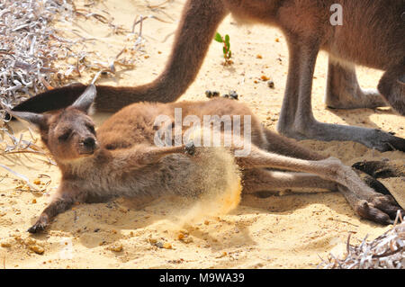 Madre e bambino (joey) canguri grigi occidentali nel campeggio di Lucky Bay nel Cape le Grand National Park, sulla costa meridionale dell'Australia occidentale Foto Stock
