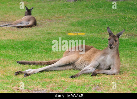 Grande canguro grigio occidentale maschio fotografato lazing su un campo ste Grounds nella città di Danimarca, Australia sud occidentale Foto Stock