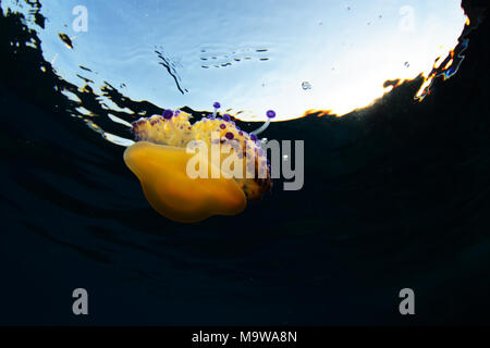 Gelatina di Mediterraneo o uovo fritto meduse a Cala Blanca, Menorca Foto Stock