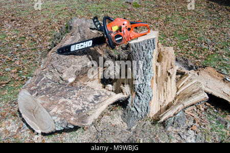 Motosega Echo sul tronco di quercia moncone su abbattuto albero caduto essendo il taglio di legna da ardere Foto Stock