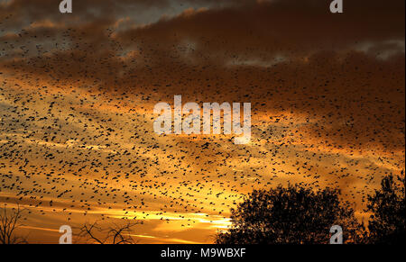 Starling Murmuration sulla parete di prosciutto Somerset al tramonto. Migliaia di storni di raccogliere al crepuscolo di posatoio per la protezione dal freddo e dai predatori. Foto Stock