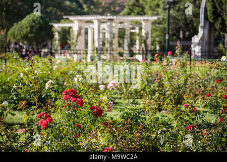 Giardino di Rose, Paseo El Rosedal El Rosedal de Palermo, 3 de Febrero Park Parque 3 de Febrero, Buenos Aires, Argentina Foto Stock