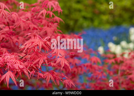 Red Fall foglie di acero giapponese con sfondo sfocato. Foto Stock