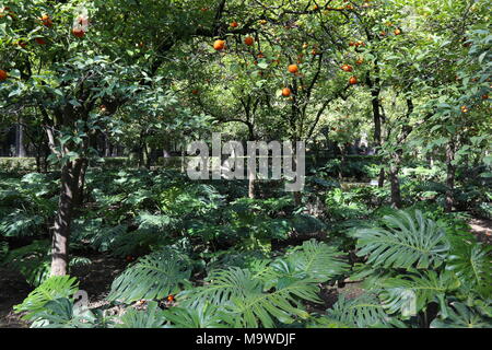 Alberi di arancio nel giardino del Alcázar, la luce del sole proveniente attraverso foglie verdi, Siviglia, in Andalusia, Spagna Foto Stock