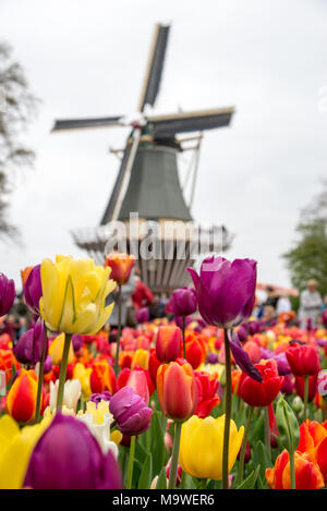 Favoloso paesaggio del mulino a vento e tulipani in Olanda. Foto Stock