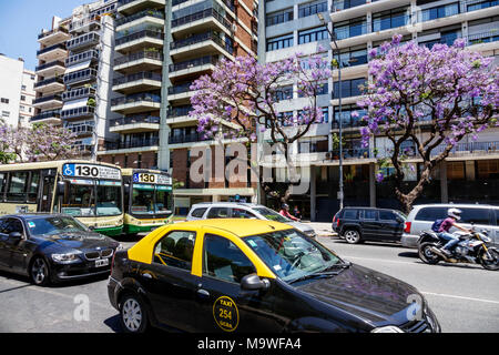 Buenos Aires Argentina,Palermo,Avenida Presidente Figueroa Alrotta,viale strada,alberi di jacaranda,traffico,skyline,taxi,autobus,auto,ispanica,ARG171130120 Foto Stock