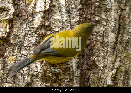 Nuova Zelanda Bellbird, Anthornis melanura in Kahurangi National Park, Isola del Sud, Nuova Zelanda Foto Stock