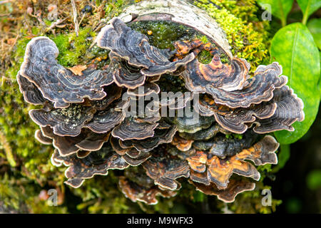 Trametes versicolor, Turchia fungo di coda in Kahurangi National Park, Isola del Sud, Nuova Zelanda Foto Stock