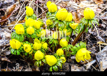 Aconitum invernale, Eranthis hyemalis Foto Stock